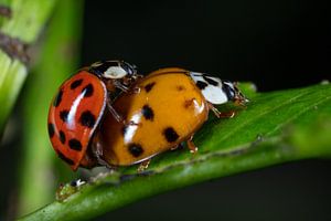 Coccinelles en train de s'accoupler sur une feuille