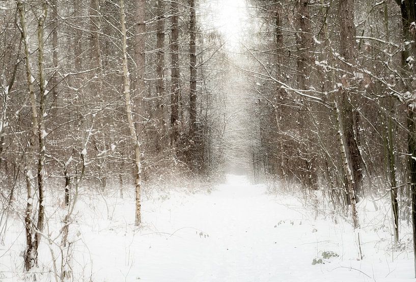 Winter by Kitty Stevens
