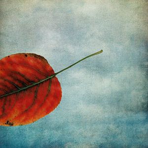 Herbstblatt im Fall