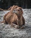 Karl das Kamel von Mark de Rooij Miniaturansicht