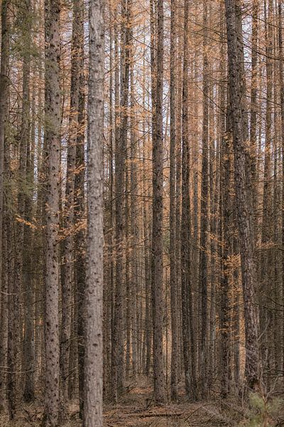 Amerongse Bos | Utrechtse Heuvelrug | Herbstliche Farben von Wandeldingen