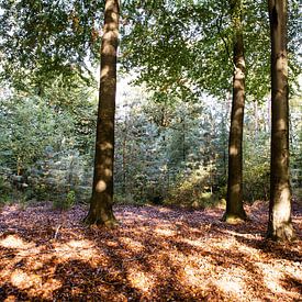 Zonneschijn 2 - Herfst in Hoenderloo van Deborah de Meijer