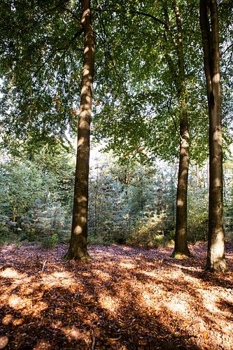 Zonneschijn 2 - Herfst in Hoenderloo van Deborah de Meijer