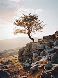 Baum im Sonnenaufgang