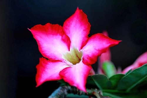 Woestijnroos in de nacht van Eduard Lamping