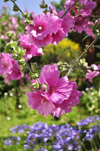 Lavatera-Blüten