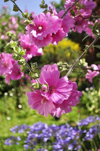 Lavatera-Blüten