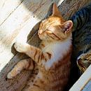 Cats in sunshine X by Mad Dog Fotografie thumbnail
