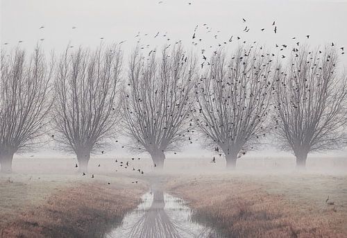 Symétrie du saule de Pollard