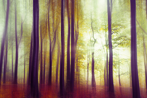Dreamy Sunlit Autumn Forest