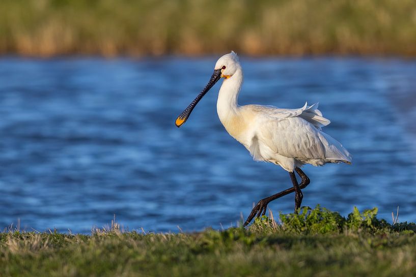 Spoonbill by Daniela Beyer
