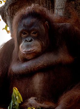Orang Oetan portret van Wesley Klijnstra