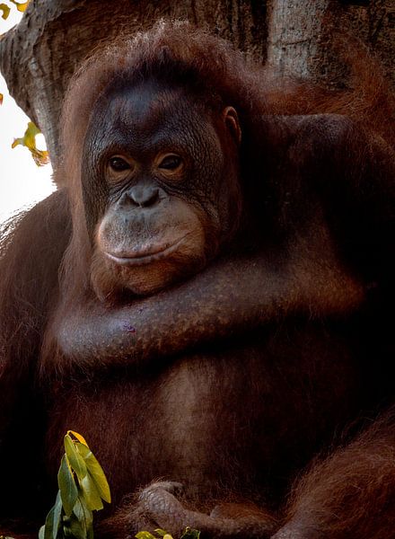 Portrait d'Orang Utan par Wesley Klijnstra