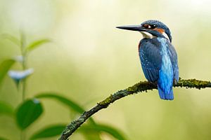 The Kingfisher