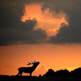 Burning deer by Franke de Jong