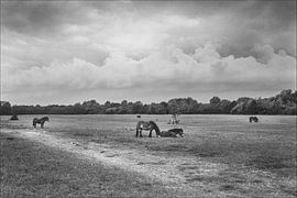 De Paarden van Voornes Duin
