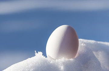Wit op wit, een ei in de sneeuw van Adelheid Smitt