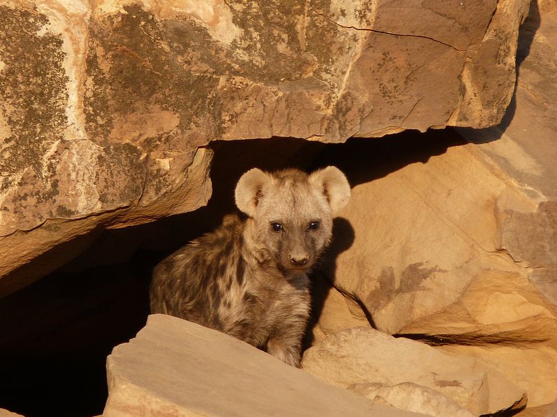 Hey little one! von Marion van Kints