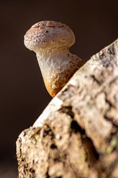 Why is there a mushroom in the forest? by Christian Feldhaar