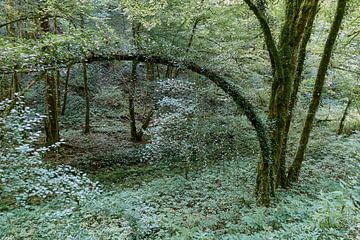 Magisch bos van Matthias Luescher