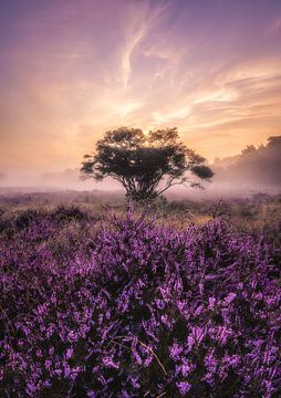 Heathland sunrise_II by Loris Photography