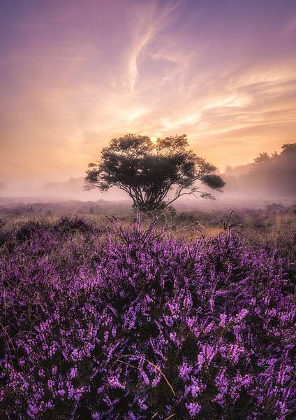Heide zonsopkomst_II van Loris Photography