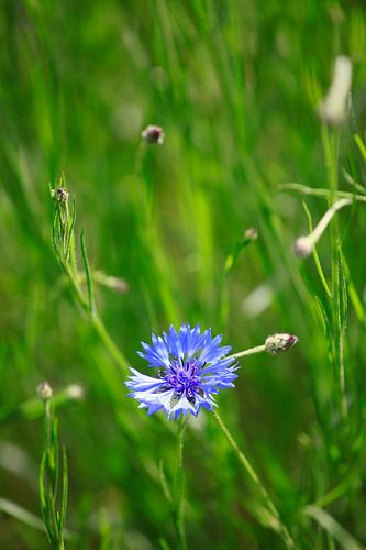 Cornflowers