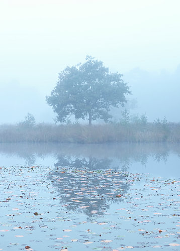 Nebliger Sonnenaufgang in Dwingelderveld – Drenthe (Niederlande)