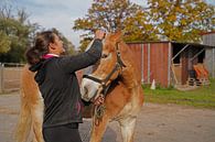 Voorbereiding van het paard vóór de training van Babetts Bildergalerie thumbnail