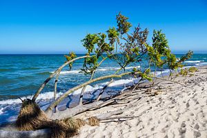 Tree on the Baltic Sea coast van Rico Ködder