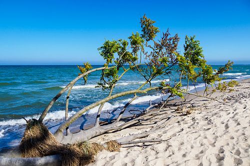 Tree on the Baltic Sea coast