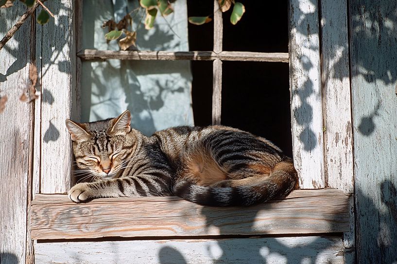 Getigerte Katze im Holzfenster von Imperial Art House