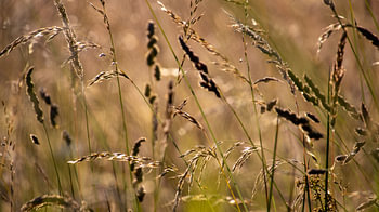 Focus op gras