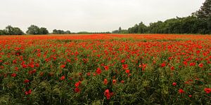 klaprozenlandschap