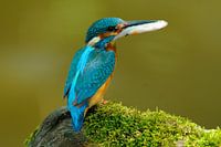 IJsvogel