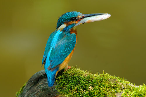 Kingfisher