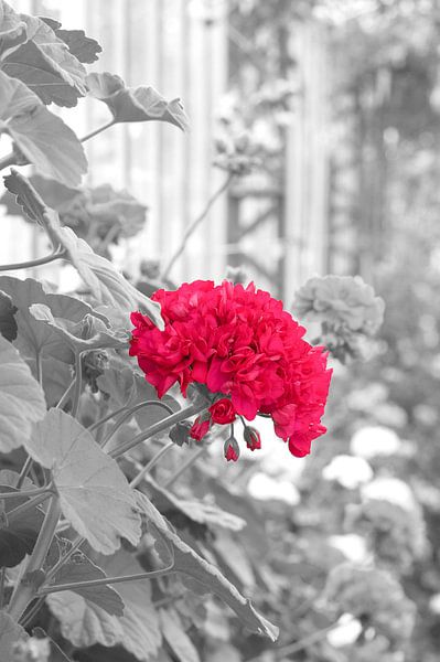 rode bloem van marijke servaes