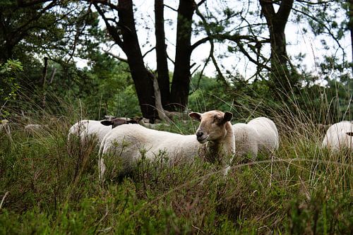 Ochtendstilte tussen de bomen