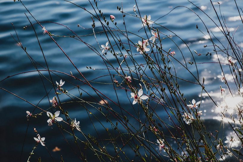 Eau florale par Van Kelly's Hand