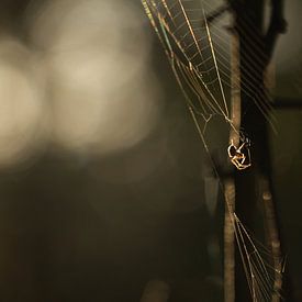 Die Spinne im Netz von Lisa Bouwman
