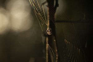 Die Spinne im Netz von Lisa Bouwman