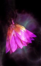 Aster by Roswitha Lorz