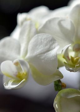 witte orchidee macro-opname van Alex Neumayer