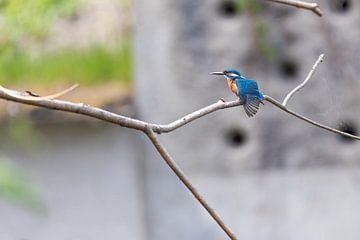 Eisvogel sur Felix Brönnimann