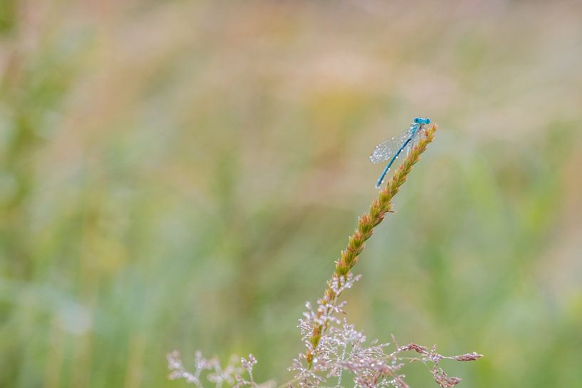 Juffer bokeh by Moetwil en van Dijk - Fotografie