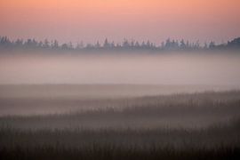 Abendnebel auf der Hoge Veluwe von Signatuur Fotografie