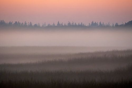 Avondmist op de Hoge Veluwe