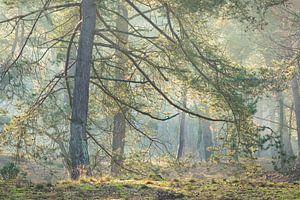 Dennenboom in winters tegenlicht bij zonsopkomst | Utrechtse Heuvelrug van Sjaak den Breeje