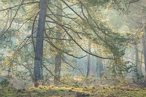 Dennenboom in winters tegenlicht bij zonsopkomst | Utrechtse Heuvelrug