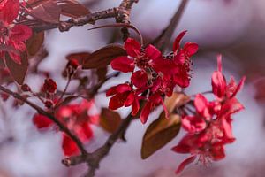 Les fleurs rouges comme un tableau.
